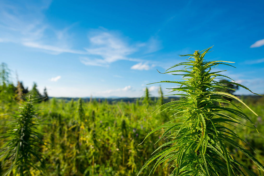 Hemp plants growing in a sunlit field under a blue sky