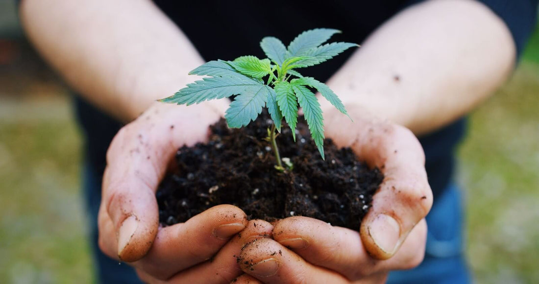 Hands holding a small hemp seedling in soil with a blurred outdoor background