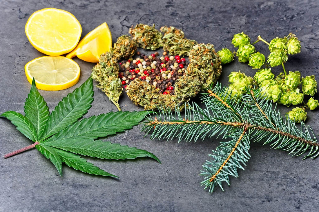 Assortment of terpene sources on slate: lemon slices, cannabis buds and leaf, mixed peppercorns, hop cones and fir sprig