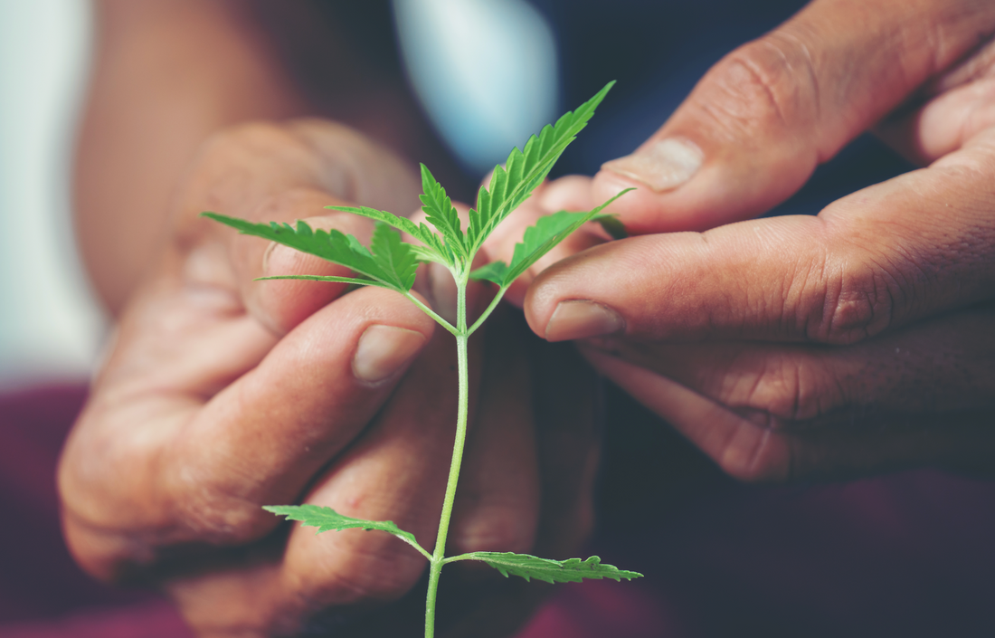 Hands gently holding a young cannabis seedling against a soft, blurred background