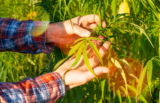 Hands inspecting a hemp plant leaf in a sunlit outdoor field