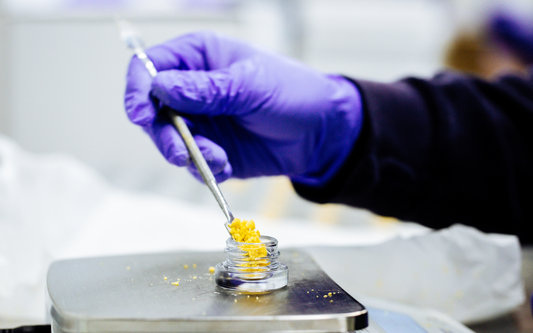 Gloved hand scooping yellow cannabis concentrate into a small glass jar on a scale in a lab setting