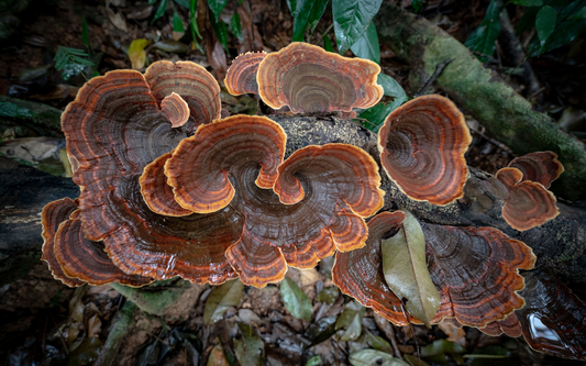 Cluster of turkey tail mushrooms growing on a wet fallen log on a forest floor