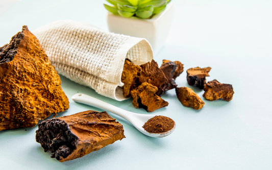 Close-up of chaga mushroom pieces and powder showing rough orange-brown texture with white spoon on pale blue background