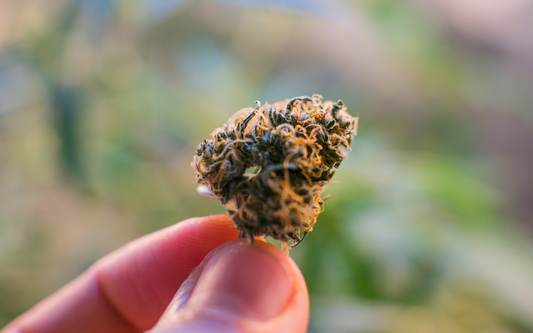 Close-up of hand holding a Delta-8 hemp bud showing orange pistils and crystalline trichomes against soft green bokeh