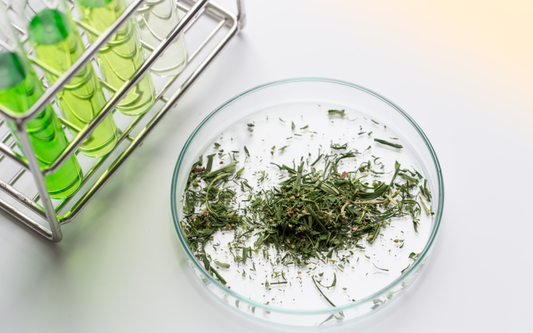 Petri dish of shredded cannabis beside a rack of green liquid-filled test tubes in a lab setting