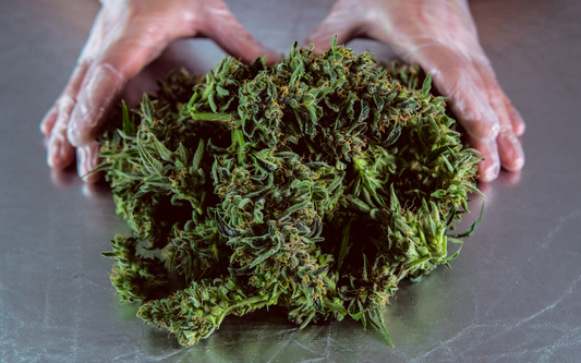Hands framing a pile of green cannabis flower buds on a reflective metal surface