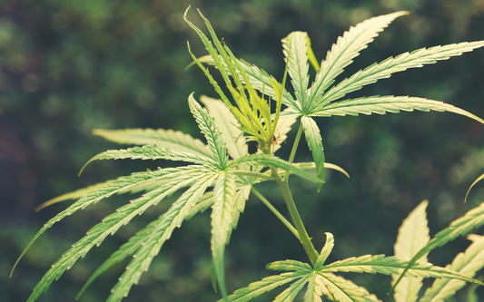 Close-up of young cannabis plant leaves with serrated edges against a blurred green background