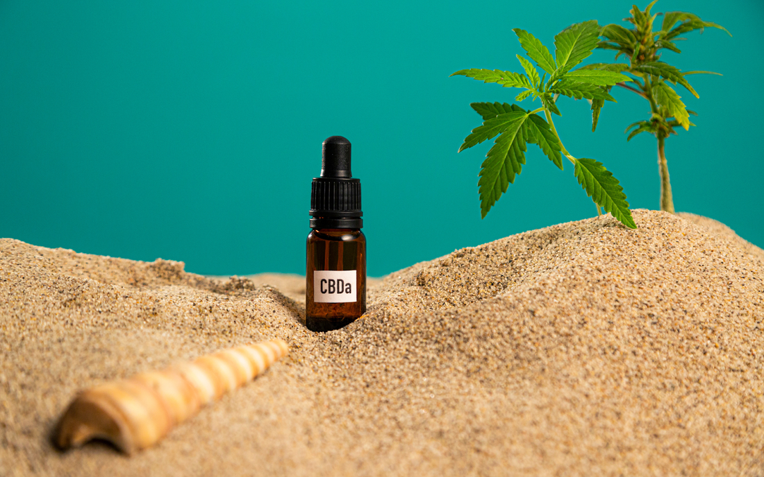 Small amber dropper bottle labeled CBDa standing in sand with a young cannabis plant and a seashell against a teal background