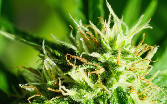 Close-up of a cannabis bud showing dense trichomes and orange pistils against a blurred green background