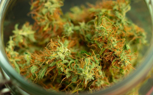 Close-up of cannabis buds showcasing orange pistils and frosty trichomes inside a glass jar