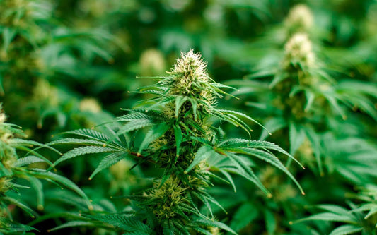 Close-up of a flowering hemp plant with dense green buds and white pistils in a blurred field background