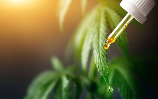 Dropper releasing a golden oil droplet above a cannabis leaf against a warm backlit background