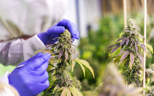 Technician wearing purple gloves trimming a cannabis bud in an indoor grow room
