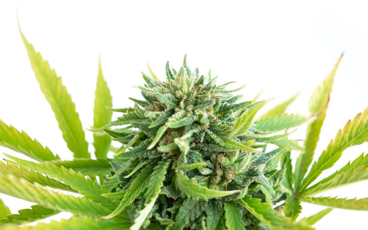 Close-up of cannabis bud showing dense green flowers and frosty trichomes against a white background