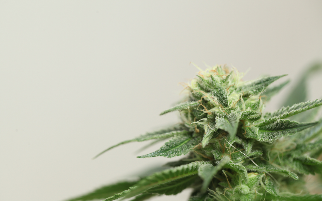 Close-up of a cannabis bud showing frosty trichomes and orange pistils against a pale neutral background