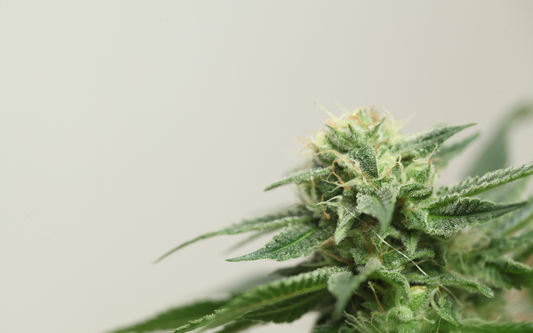 Close-up of a cannabis bud showing frosty trichomes and orange pistils against a pale neutral background