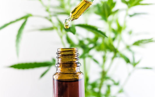 Close-up of amber glass dropper bottle of RSO oil showing a drop forming from the pipette with a blurred cannabis plant in the background