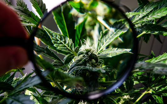 Close-up of a cannabis bud seen through a magnifying glass, showing frosty trichomes and green serrated leaves