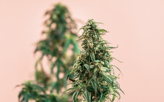 Close-up of a cannabis flowering bud against a soft pink background