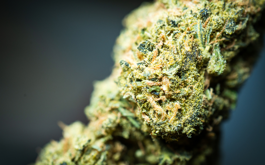 Close-up of a cannabis bud covered in trichomes against a dark blurred background