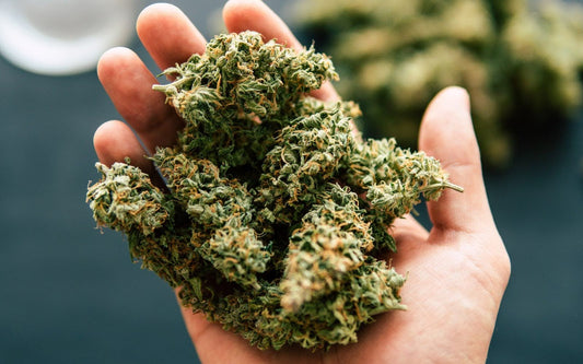 Close-up of a hand holding dried cannabis buds showcasing frosty trichomes and orange pistils with a blurred dark background