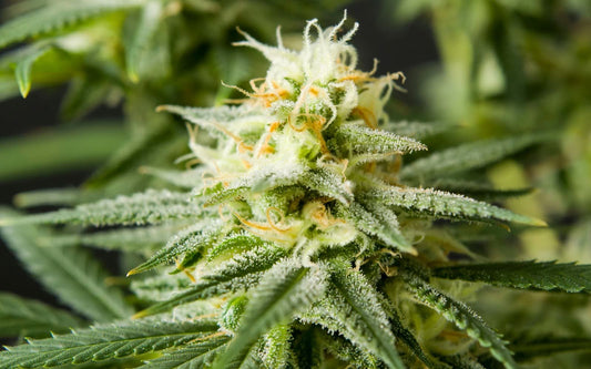 Close-up of cannabis bud showing frosty trichomes and orange pistils against a blurred green background