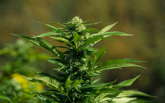 Cannabis plant with a flowering bud in sunlight against a blurred outdoor background