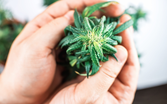 Close-up of hands holding a green cannabis bud against a soft blurred background