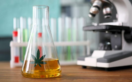 Erlenmeyer flask of amber cannabis extract on a lab bench with blurred test tubes and microscope in the background