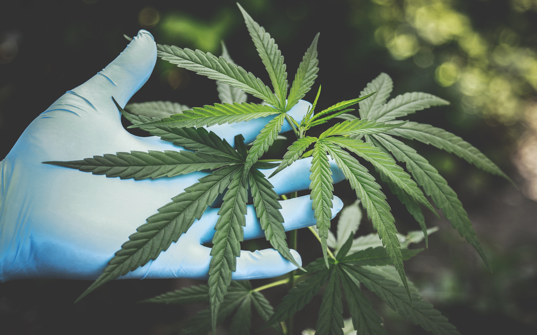 Gloved hand holding cannabis leaves against a blurred outdoor background