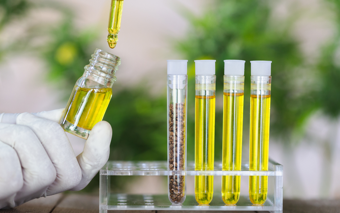 Gloved hand using a dropper to add golden hemp oil to a small vial next to test tubes of yellow oil and hemp seeds