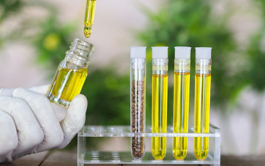 Gloved hand using a dropper to add golden hemp oil to a small vial next to test tubes of yellow oil and hemp seeds