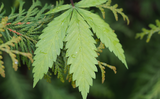 Close-up of an Indica cannabis leaf with water droplets against a blurred green background