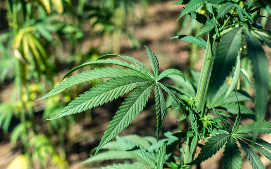 Close-up of cannabis sativa plant leaves outdoors with sunlit green foliage and a blurred background