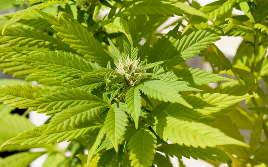 Close-up of a cannabis plant with a small flowering bud and pale pistils in bright sunlight