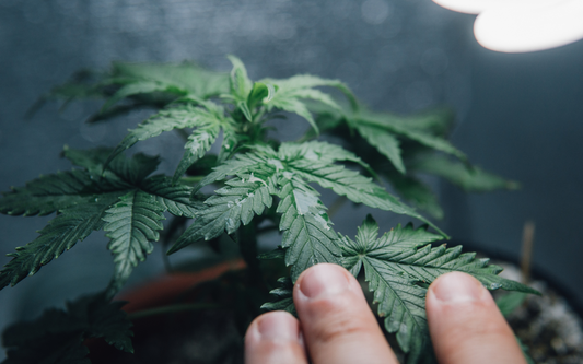Close-up of indica cannabis leaves gently touched by a person’s fingers in an indoor grow setting with soft lighting