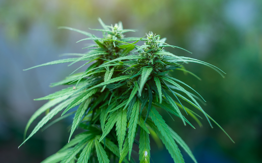 Close-up of a sativa cannabis plant with narrow pointed leaves and flowering buds against a soft green blurred background