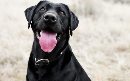 Black Labrador retriever panting with tongue out against a blurred dry-grass background