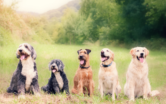 Five dogs sitting side by side, panting in a grassy field with trees behind them