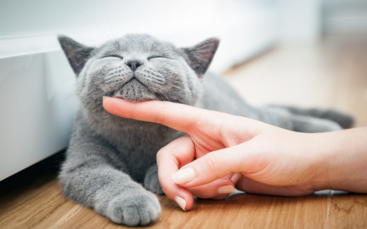 Gray cat enjoying a chin scratch from a person’s finger on a hardwood floor