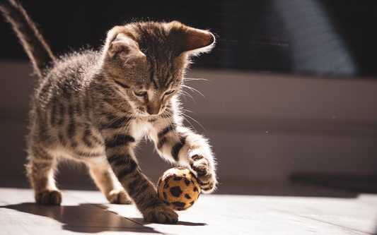 Tabby kitten batting a leopard-print toy ball on a sunlit wooden floor