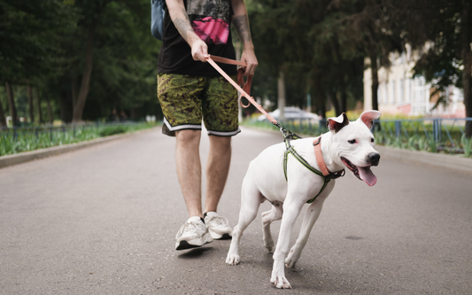 Person walking a white dog on a pink leash along a tree-lined park path