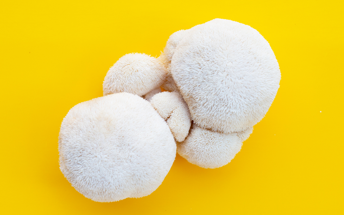 Top view of three white lion’s mane mushroom clusters showcasing their shaggy, pom-pom texture on a bright yellow background