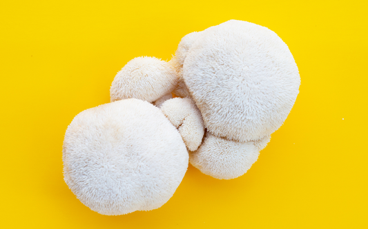 Top view of three white lion’s mane mushroom clusters showcasing their shaggy, pom-pom texture on a bright yellow background