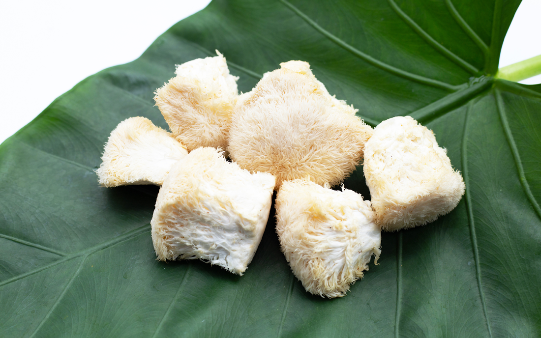 Close-up of lion’s mane mushroom pieces showing their shaggy white spines on a large green leaf