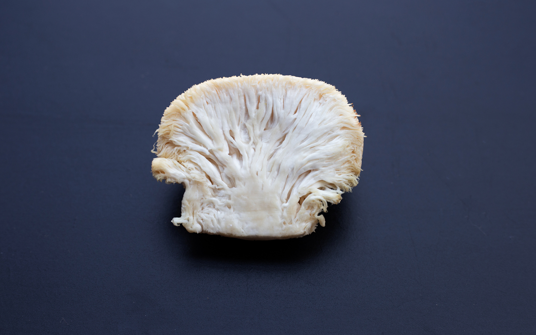 Top cross-section of lion’s mane mushroom showing white frilly spines and dense base on dark matte background