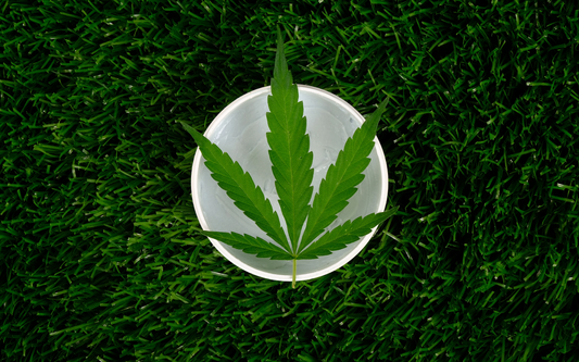 Cannabis leaf resting inside a white cup on green grass
