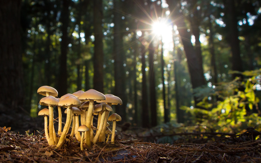 Cluster of wild mushrooms on a forest floor with sunbeams filtering through tall trees