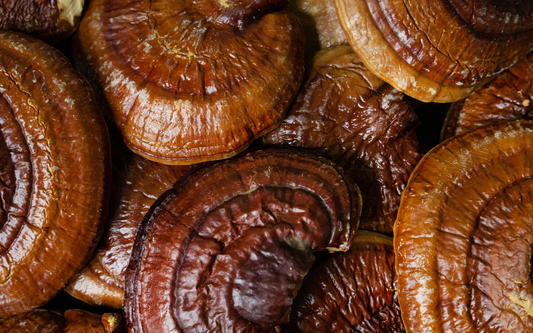Close-up of dried reishi mushrooms filling the frame